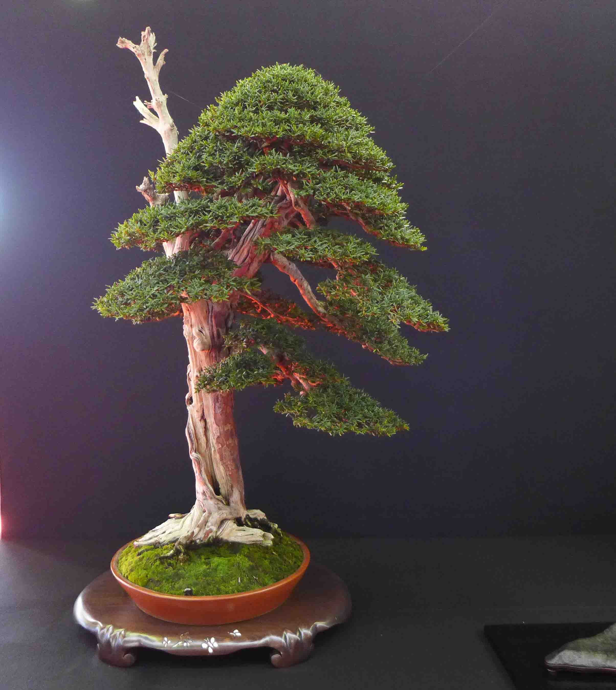 taxus   ifs 3